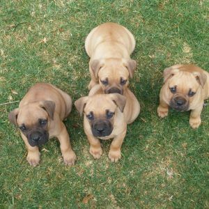 Boerboel pups for sale